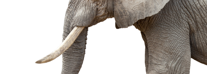 1本物象牙を買取に出す際の注意点