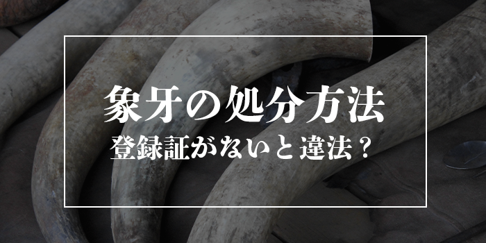 象牙を処分したい場合の対処法【登録証なしだと違法？】